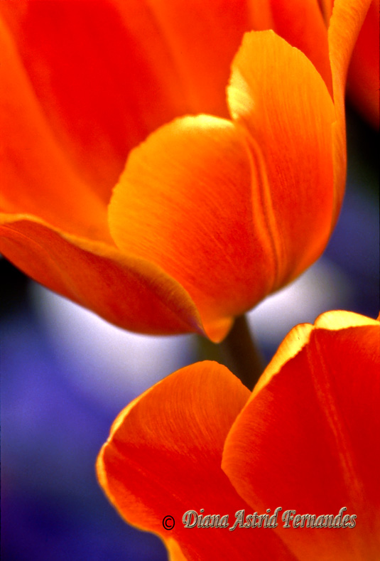 Orange-Blooms-in-juxata-position